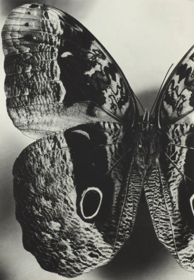 Owl butterfly with natural colors for saturation balance testing